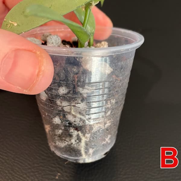 Hoya plant in small plastic pot, showcasing healthy foliage and root system, ideal for indoor or out.