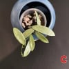 Hoya plant in a blue pot, showcasing its thick, waxy leaves. Perfect for indoor gardening and adding.