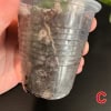 Young Hoya plant in transparent plastic pot, ready for planting or repotting.
