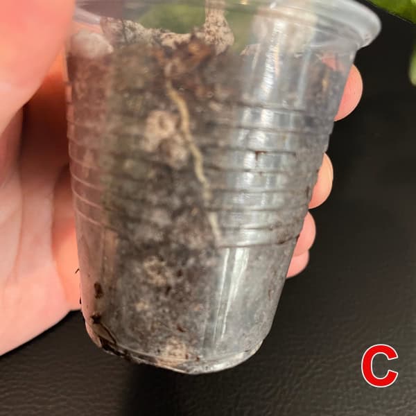 Young Hoya plant in transparent plastic pot, ready for planting or repotting.
