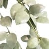 Hoya lacunosa ‘Silver Mint Coin’ Hoya plant with silver-green mint-colored leaves, ideal for indoor gardening.