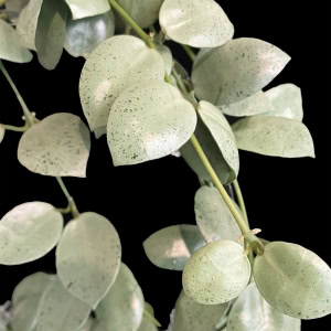 Hoya plant with silver-green variegated leaves, perfect for indoor gardening.