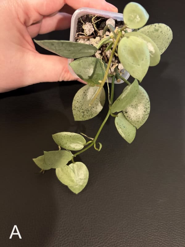 Hoya lacunosa ‘Silver Mint Coin’ plant with variegated leaves in pot.