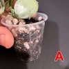 Hoya lacunosa ‘Silver Mint Coin’ Hoya lacunosa ‘Silver Mint Coin’ in small plastic pot with soil.