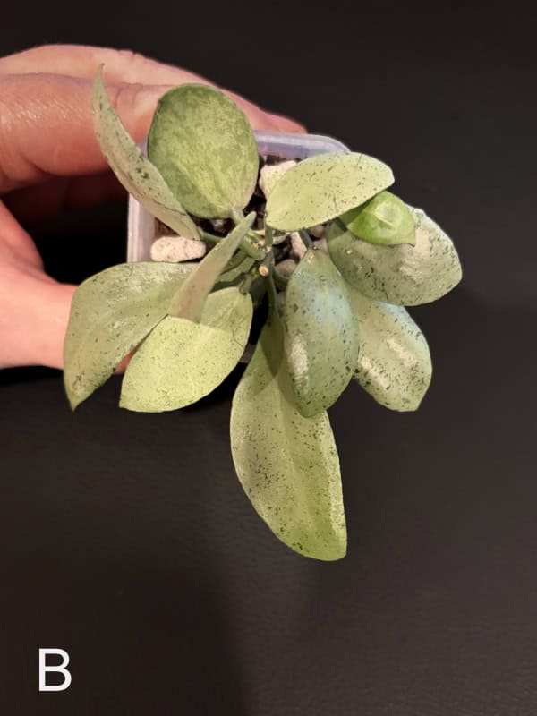 Hoya lacunosa ‘Silver Mint Coin’ plant with variegated leaves.