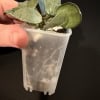 Hoya lacunosa ‘Silver Mint Coin’ plant in small pot with variegated leaves.