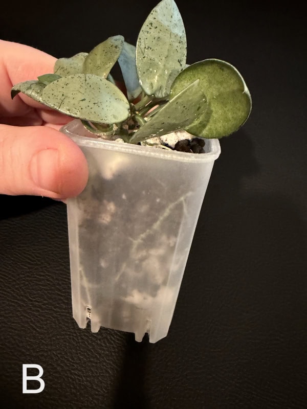 Hoya lacunosa ‘Silver Mint Coin’ plant in small pot with variegated leaves.