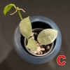Hoya lacunosa 'Silver Mint Coin' Hoya lacunosa 'Silver Mint Coin' plant in a blue pot with variegated leaves.