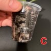 Hoya lacunosa ‘Silver Mint Coin’ Cutting Hoya lacunosa ‘Silver Mint Coin’ cutting in plastic cup for propagation.