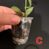 Hoya lacunosa ‘Silver Mint Coin’ Cutting Hoya lacunosa ‘Silver Mint Coin’ cutting in small plastic pot.