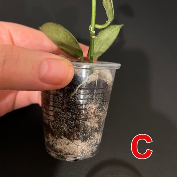 Hoya lacunosa ‘Silver Mint Coin’ Cutting Hoya lacunosa ‘Silver Mint Coin’ cutting in small plastic pot.