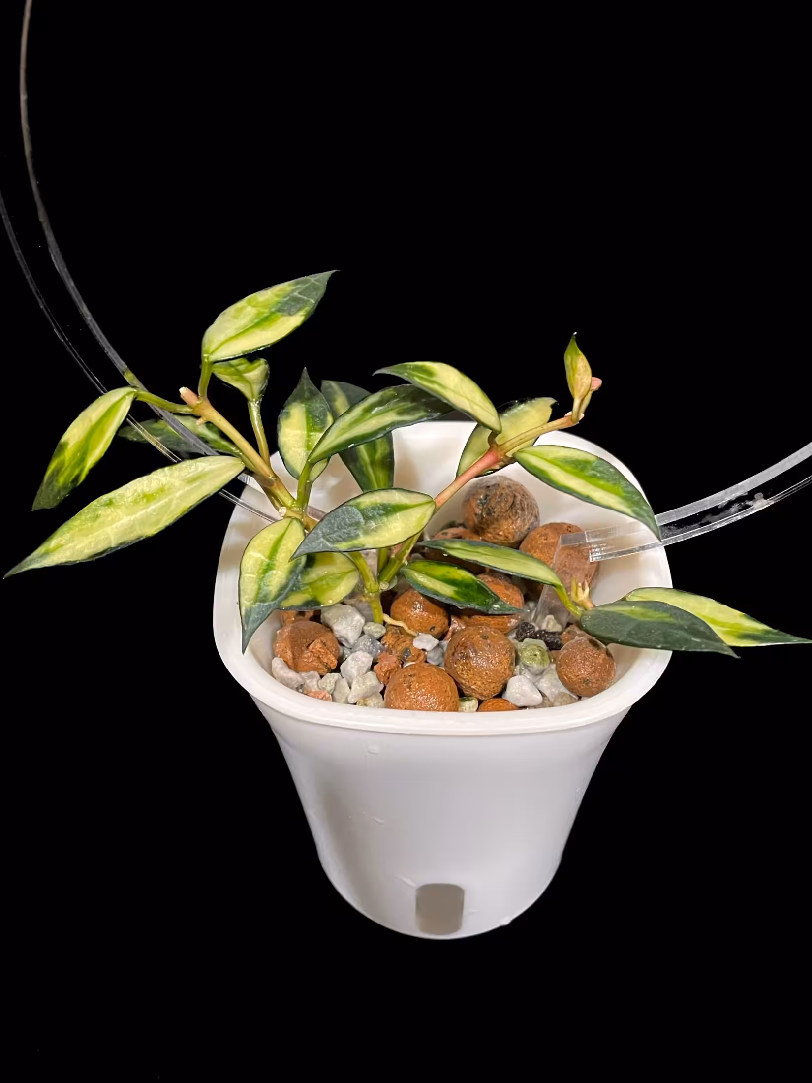 Variegated Hoya lacunosa plant in white pot.