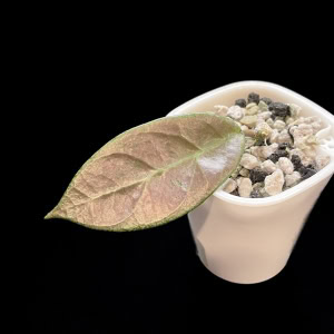 Hoya plant with Lai Chau silver leaf in small pot, close-up.