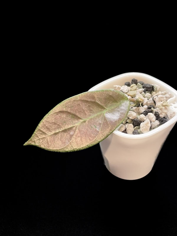 Hoya plant with Lai Chau silver leaf in small pot, close-up.