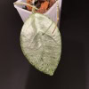 Hoya plant with silver variegated leaf, popular among Hoya enthusiasts.