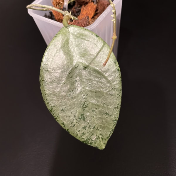 Hoya plant with silver variegated leaf, popular among Hoya enthusiasts.