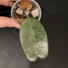 Hoya sp. Lai Chau (silver)