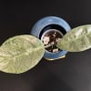 Hoya plant in a blue pot with variegated leaves on black background.
