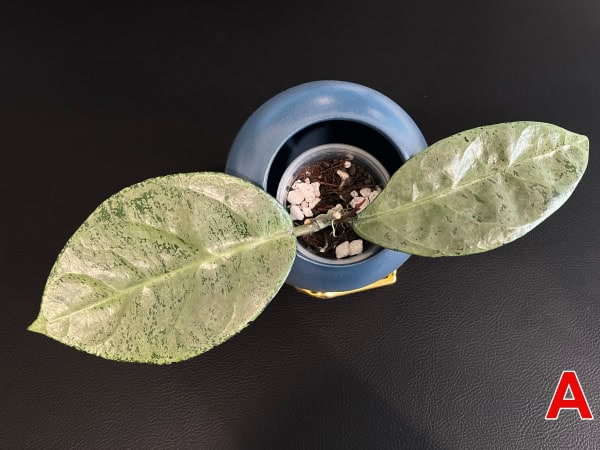 Hoya plant in a blue pot with variegated leaves on black background.
