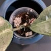 Hoya plant cutting in soil, close-up of foliage and stem.