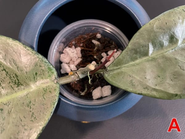 Hoya plant cutting in soil, close-up of foliage and stem.