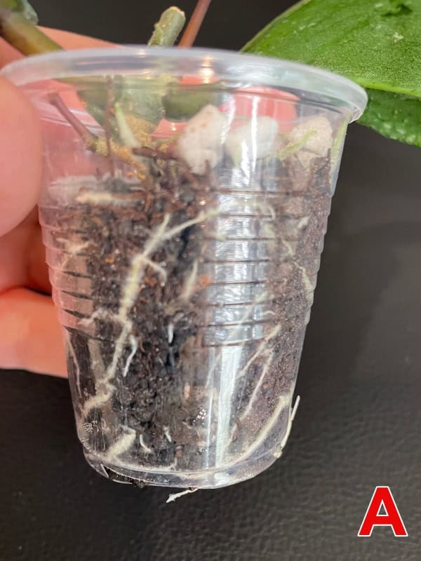 Hoya plant in clear plastic pot with visible roots and soil, close-up view.