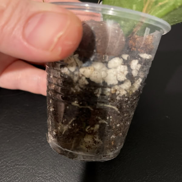 Hoya sp. Lai Chau (silver)