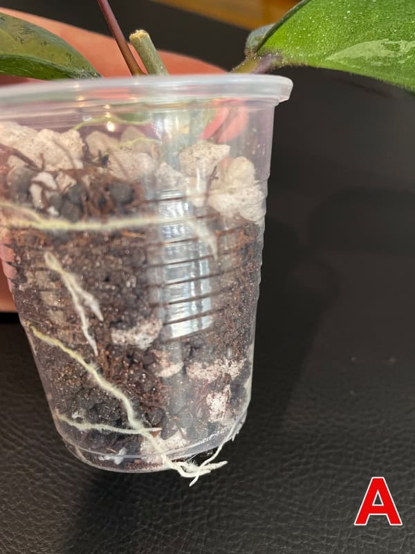 Hoya plant cutting in clear plastic cup with soil and roots visible.