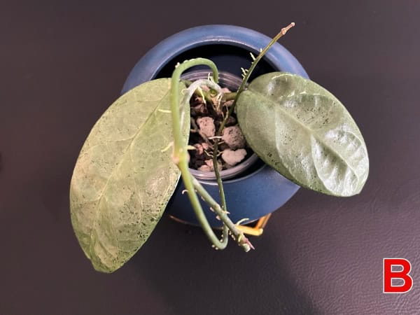 Hoya plant with large green leaves in a blue pot, showcasing its lush foliage.
