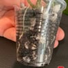 Young Hoya plant cutting in a clear plastic cup with soil and roots visible.