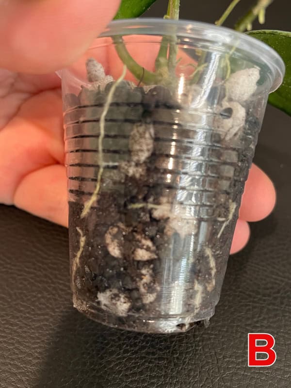 Young Hoya plant cutting in a clear plastic cup with soil and roots visible.