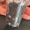 Hoya plant cutting in a clear plastic pot with soil, ready for propagation or planting.