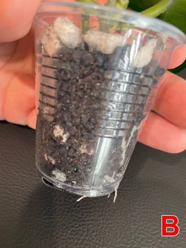 Hoya plant cutting in a clear plastic pot with soil, ready for propagation or planting.