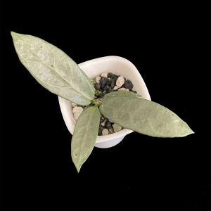 Hoya plant with silver narrow leaves in a white pot, close-up view.