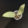 Hoya plant with silver narrow leaves, ideal for indoor gardens and plant enthusiasts.