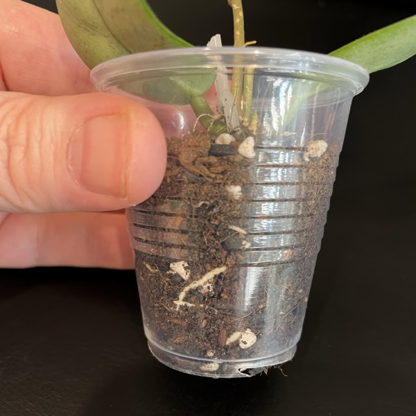Hoya plant with silver narrow leaves in a clear plastic pot.