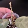 Hoya plant with silver narrow leaves and a new growth stem.