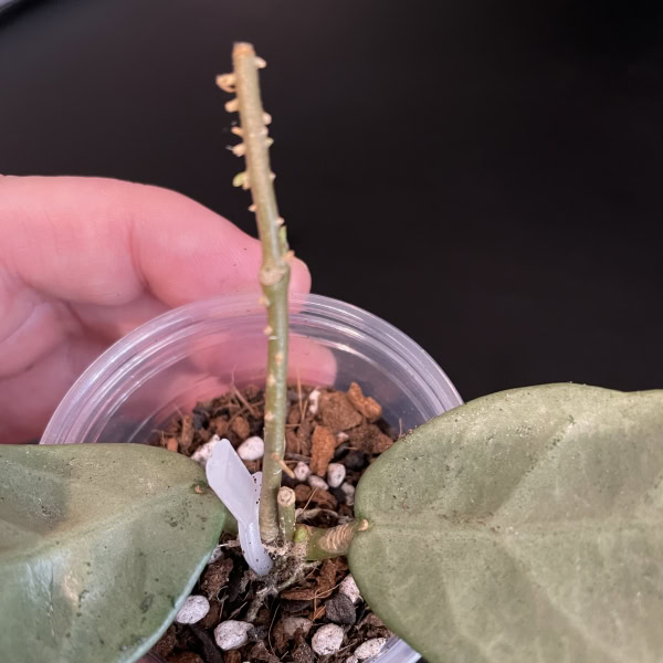Hoya plant with silver narrow leaves and a new growth stem.