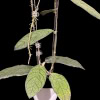 Hoya sp. Lampung plant with lush green leaves and climbing stems.
