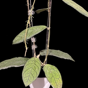 Hoya sp. Lampung plant with lush green leaves and climbing stems.