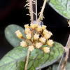 Hoya plant with yellow star-shaped flowers and variegated green leaves.