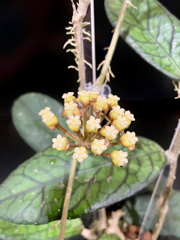 Hoya plant with yellow star-shaped flowers and variegated green leaves.