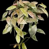 Hoya lacunosa ‘Laos’ plant with variegated leaves.