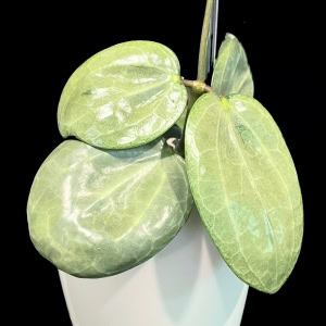 Hoya latifolia (silver) plant in a white pot.