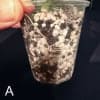 Young Hoya leucantha seedling in soil with roots visible.