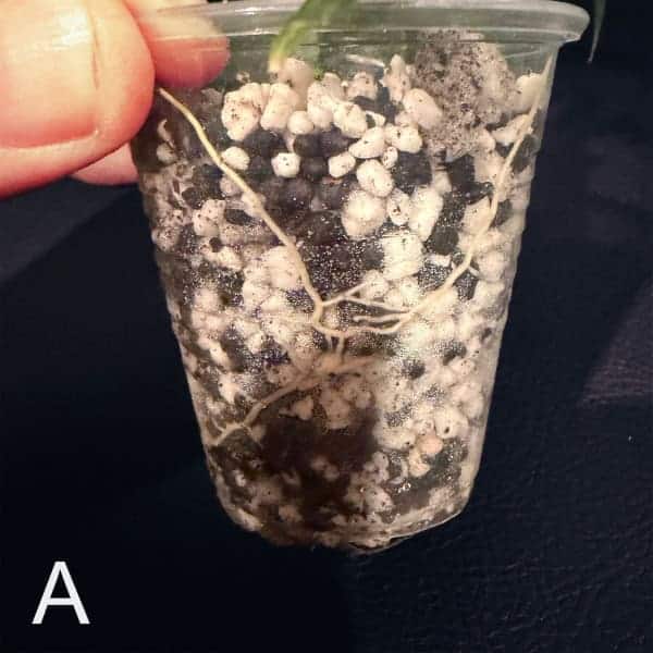Young Hoya leucantha seedling in soil with roots visible.