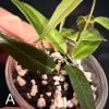 Healthy Hoya leucantha with green leaves in a small pot.