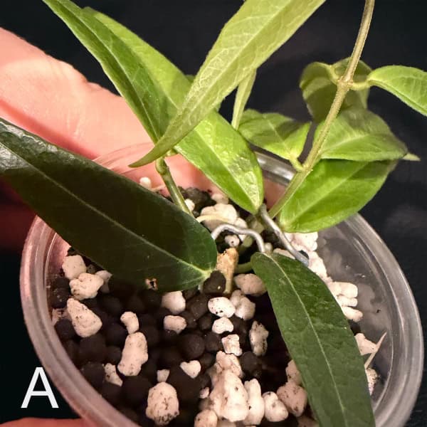 Healthy Hoya leucantha with green leaves in a small pot.