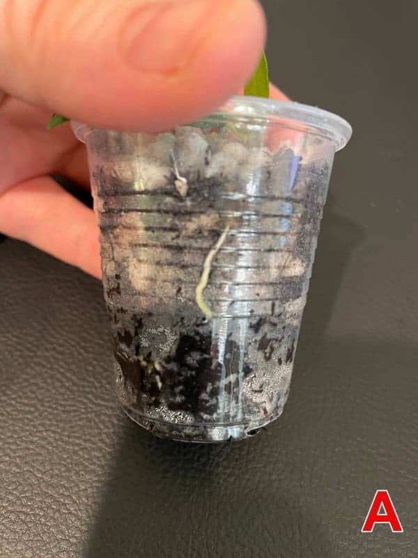 Hoya plant cutting in clear plastic pot with soil and roots visible.