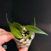 Healthy Hoya leucantha plant in small pot with green leaves.